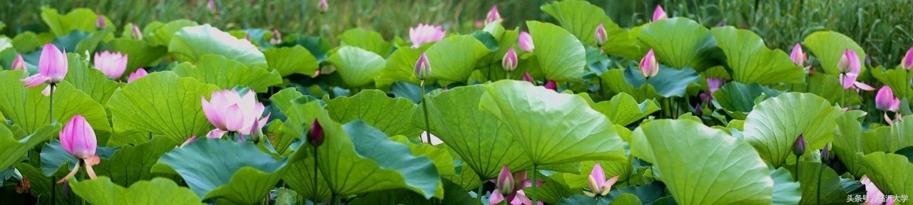 临沂大学排名前十的专业,临沂10所大学排名