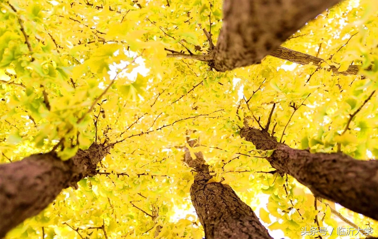临沂大学排名前十的专业,临沂10所大学排名