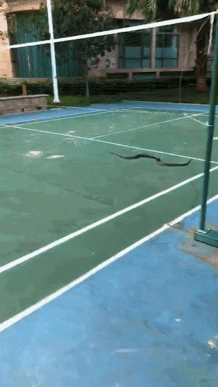 广东一小区出现蛇,广州某小区内惊现蛇