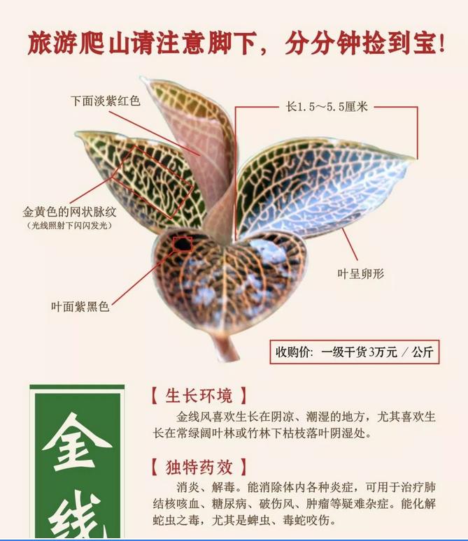 罗浮山百草油重金求购“野生金线风”，3万元/公斤，有什么内幕？