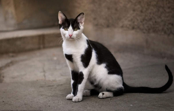 肾衰竭的猫救回来可以活多久,花20万救拉布拉多