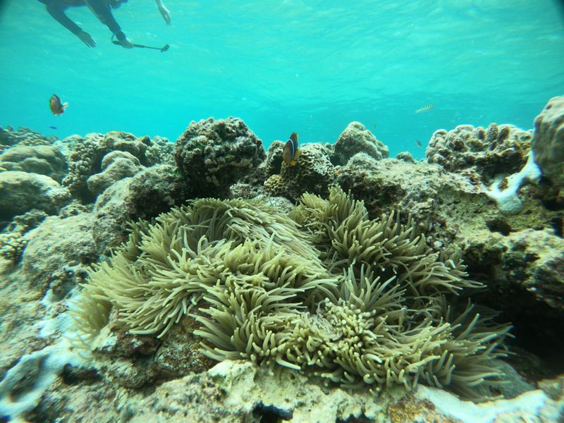 帕劳一日游攻略,帕劳不一样的攻略