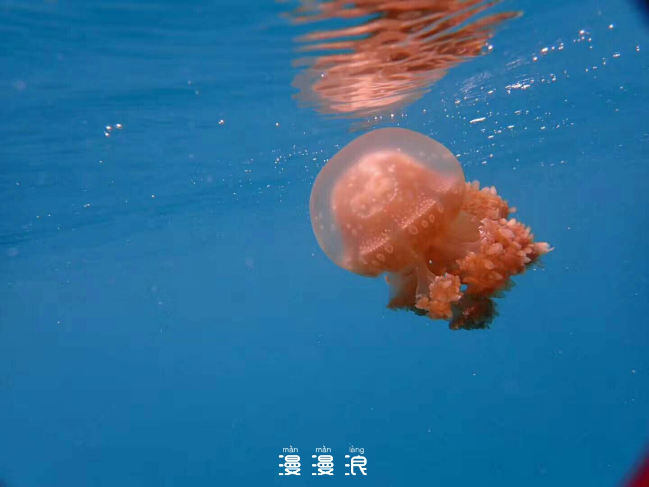 帕劳一日游攻略,帕劳不一样的攻略