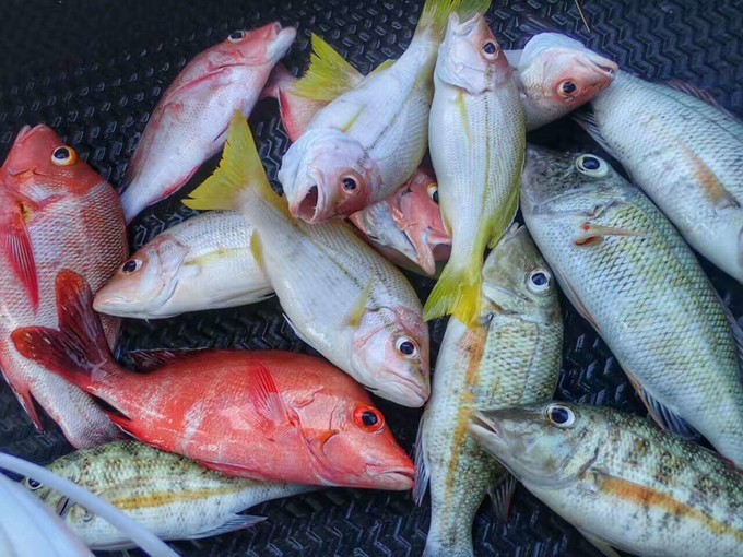 帕劳一日游攻略,帕劳不一样的攻略