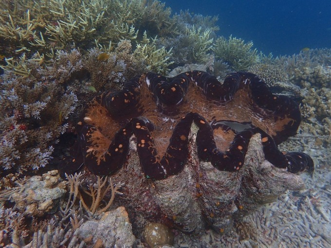 帕劳一日游攻略,帕劳不一样的攻略