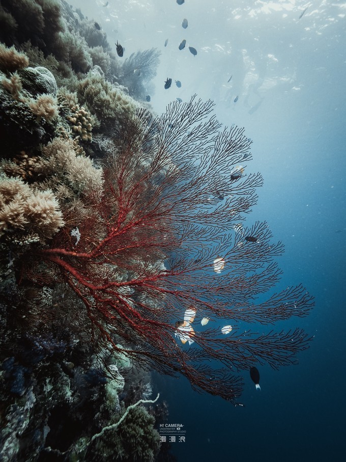 帕劳一日游攻略,帕劳不一样的攻略