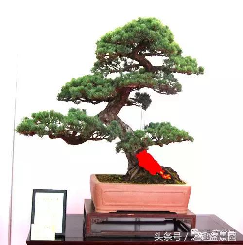 榛戞澗鐩嗘櫙閫犲瀷璁捐 (榛戞澗鐩嗘櫙鐨勬牻鍩逛笌鍏绘姢瑙嗛)