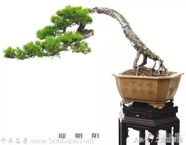 榛戞澗鐩嗘櫙閫犲瀷璁捐 (榛戞澗鐩嗘櫙鐨勬牻鍩逛笌鍏绘姢瑙嗛)