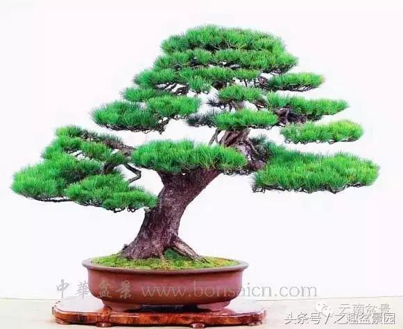 榛戞澗鐩嗘櫙閫犲瀷璁捐 (榛戞澗鐩嗘櫙鐨勬牻鍩逛笌鍏绘姢瑙嗛)