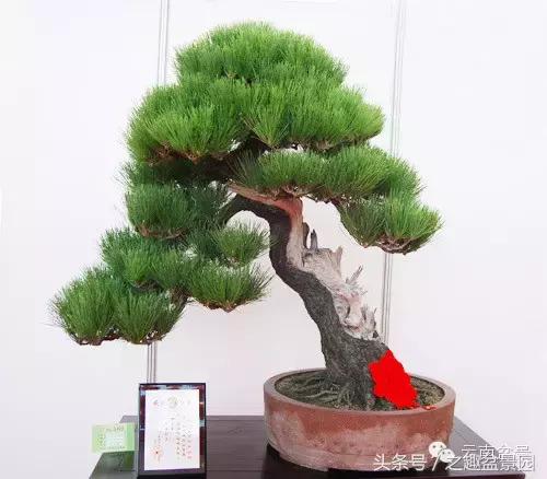 榛戞澗鐩嗘櫙閫犲瀷璁捐 (榛戞澗鐩嗘櫙鐨勬牻鍩逛笌鍏绘姢瑙嗛)