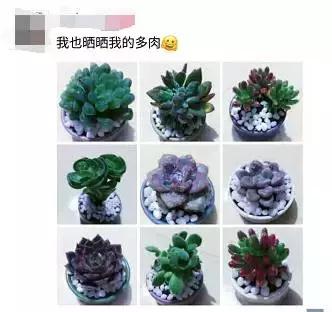 毛骨悚然！淄博家有养多肉的人快看，特别是有小孩的……