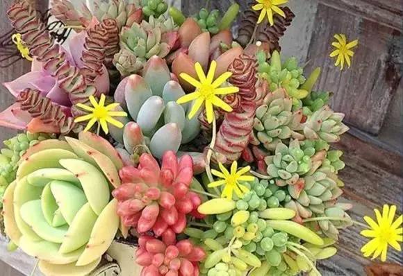 毛骨悚然！淄博家有养多肉的人快看，特别是有小孩的……