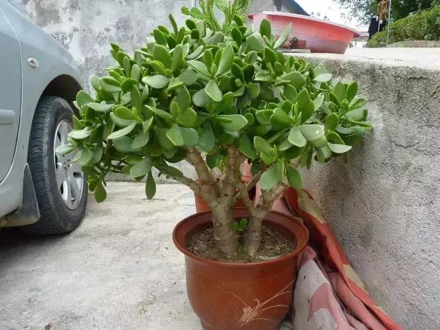 毛骨悚然！淄博家有养多肉的人快看，特别是有小孩的……