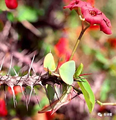 毛骨悚然！淄博家有养多肉的人快看，特别是有小孩的……