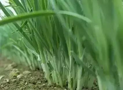 胡子会越刮越丑吗,胡子会越刮越粗越黑越显老吗