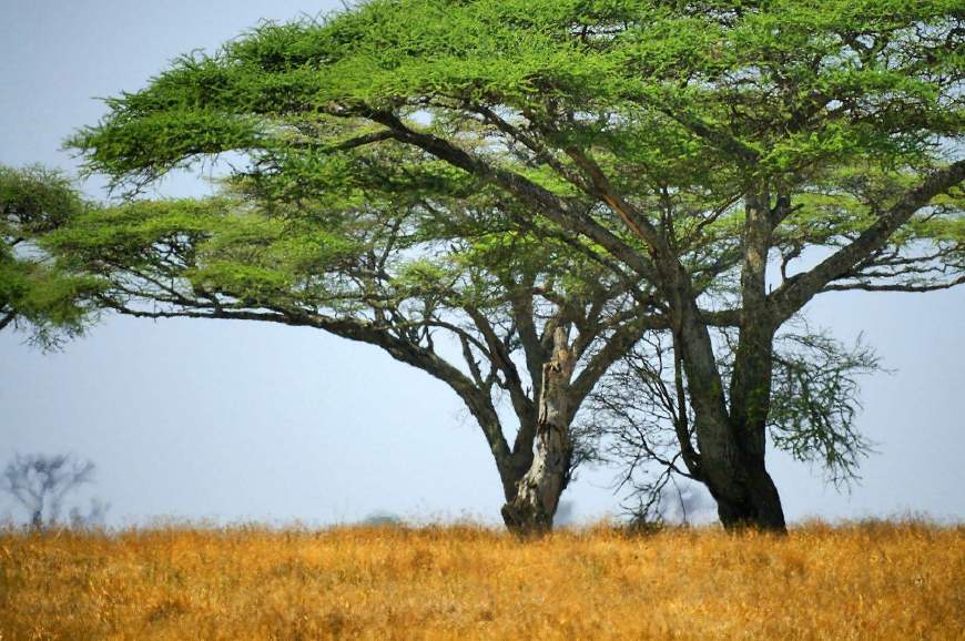 怀孕tsh促甲状腺激素3.7,怀孕初期tsh促甲状腺激素3.68高