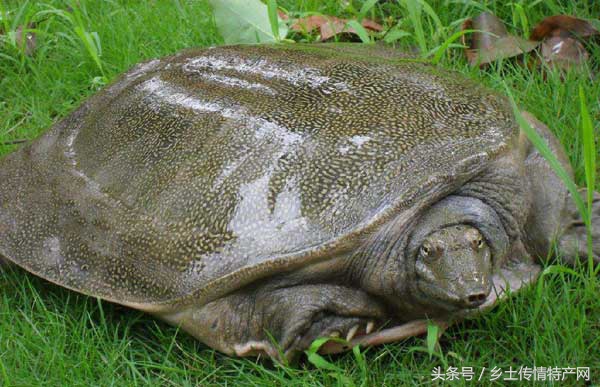 湖南地标菜甲鱼,常德汉寿甲鱼制作过程