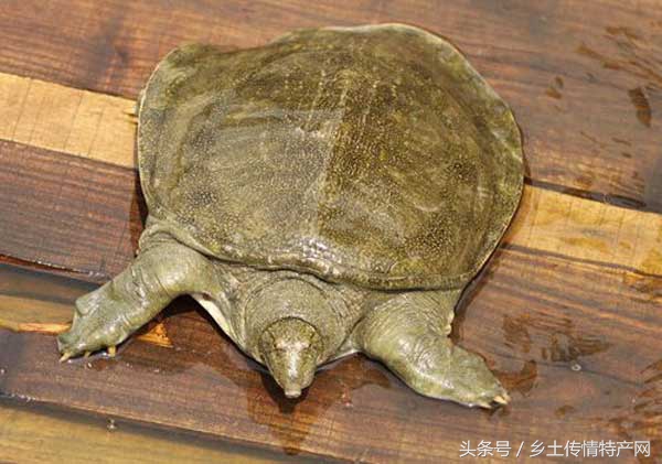 湖南地标菜甲鱼,常德汉寿甲鱼制作过程