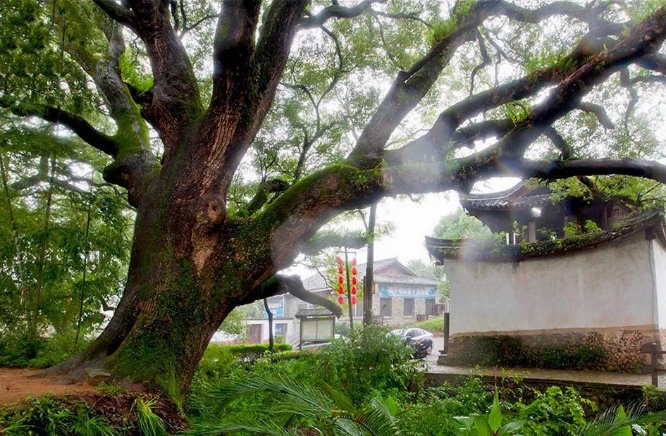 古堰画乡如诗如画,古堰画乡最是诗情画意的地方