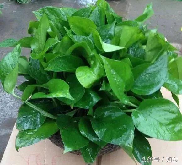 “绿萝最全面的养植方法,想要养好绿萝就要这么做”