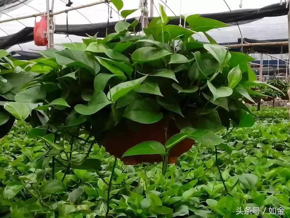 “绿萝最全面的养植方法,想要养好绿萝就要这么做”
