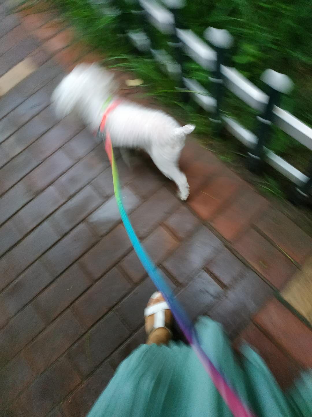 带着杰克去旅行,带着捷克狼犬出去散步