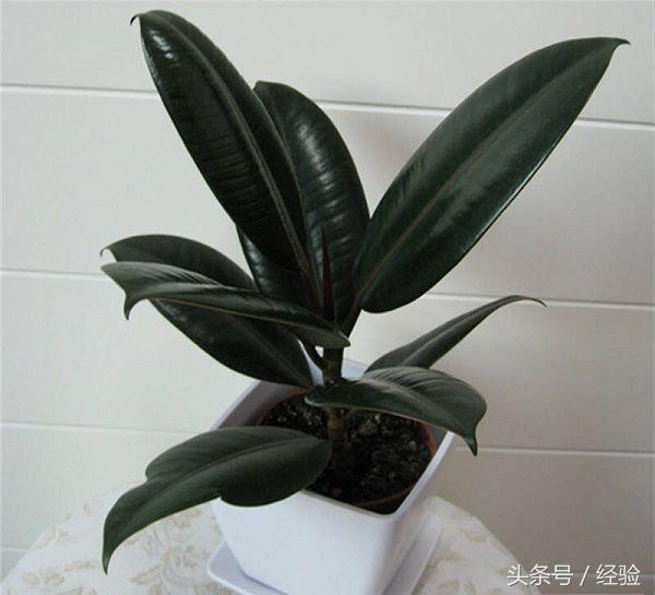 橡皮树生长小技巧,橡皮树生长的各个阶段