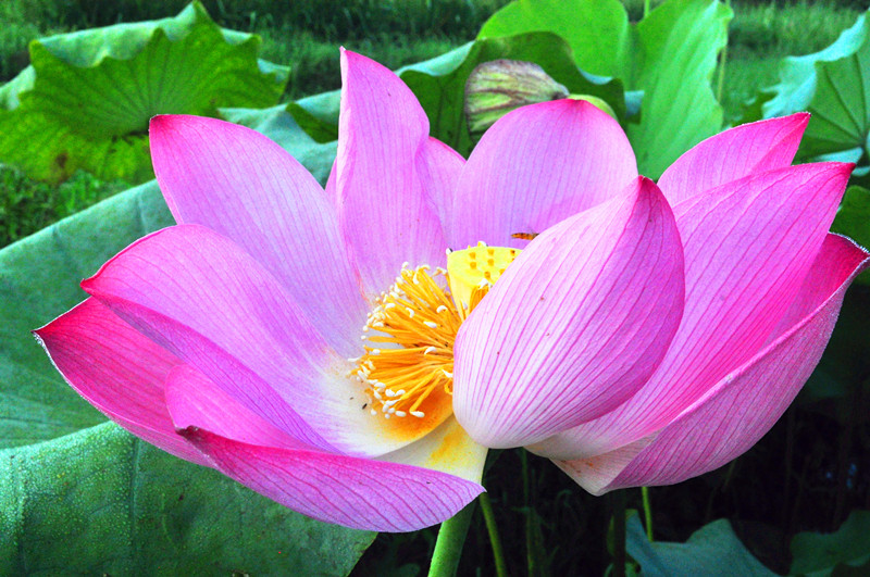 说走就走，一起回老家看荷叶品莲藕去