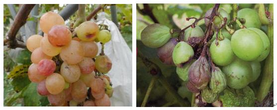 葡萄转色期怎么预防炭疽病,葡萄转色期病害