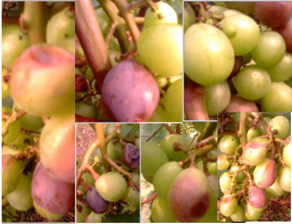 葡萄转色期怎么预防炭疽病,葡萄转色期病害