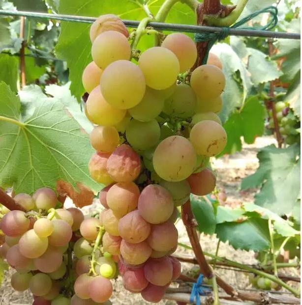 葡萄转色期怎么预防炭疽病,葡萄转色期病害