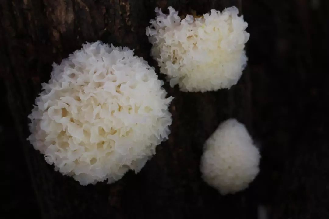 慈禧太后的养女是谁,慈禧太后的养生秘籍