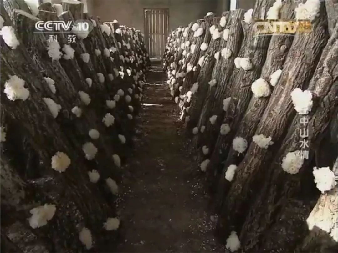 慈禧太后的养女是谁,慈禧太后的养生秘籍