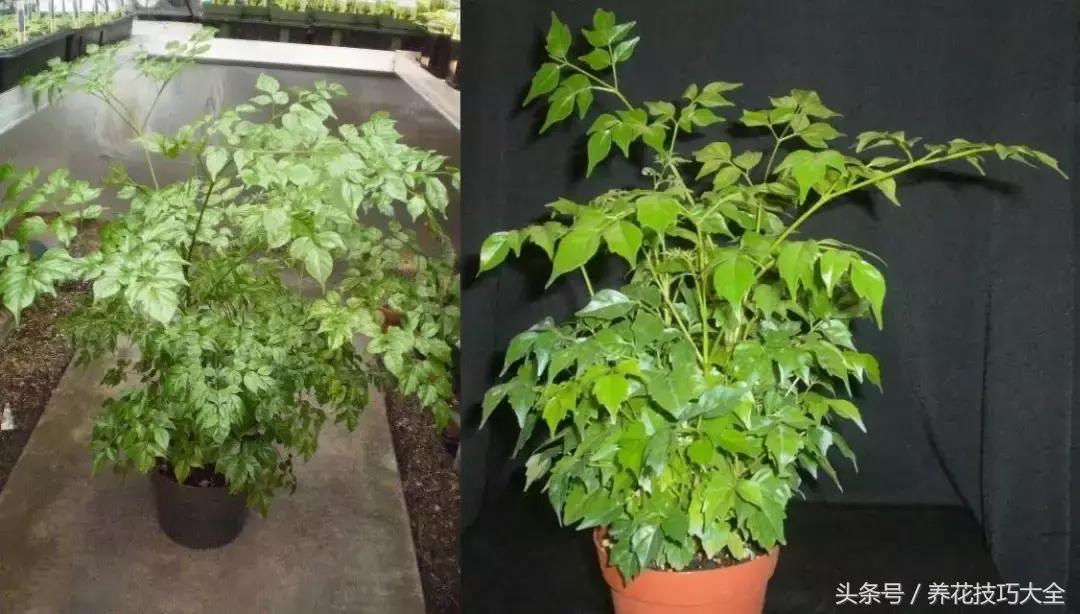 幸福树可以提高空气湿度吗,幸福树土生湿虫了怎么办