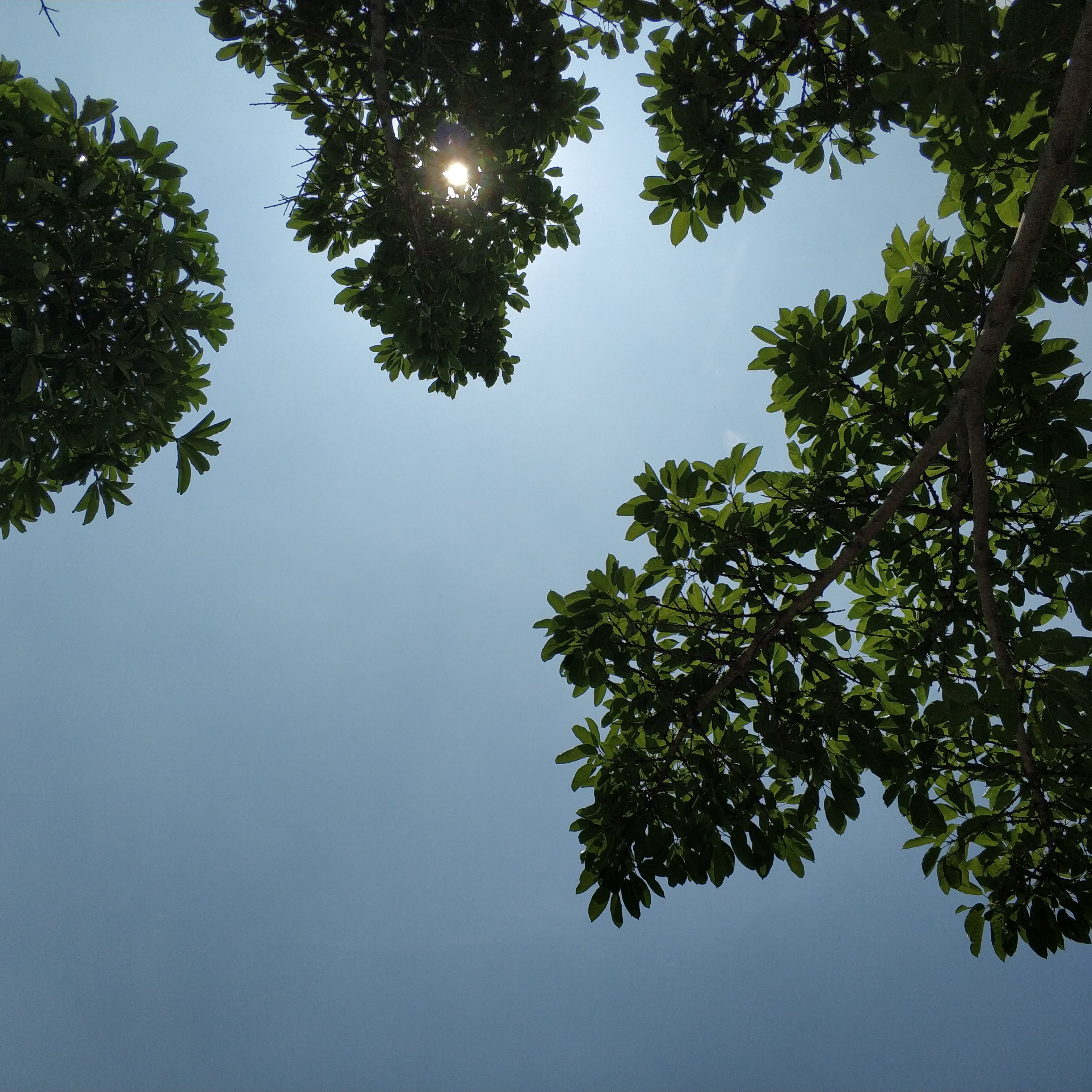 小伏中伏大伏共多少天,入伏中伏末伏分别多少天