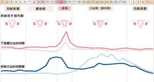 怀孕过程如此复杂,在怀孕之前要怎么备孕