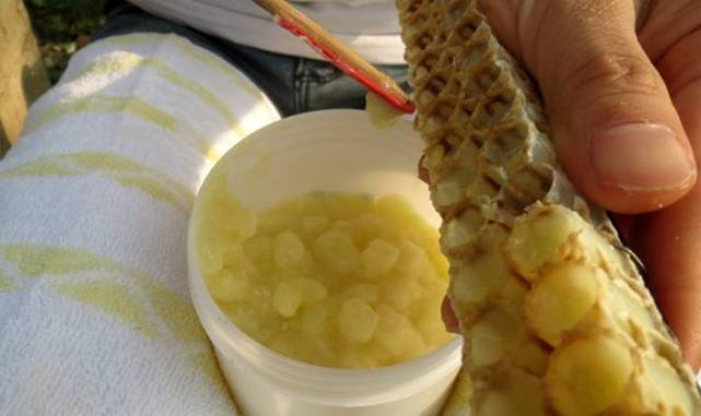 蜂王浆里含了些什么,国外蜂王浆吃了有什么好处呢