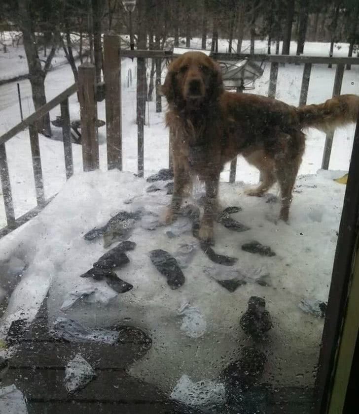 狗狗叼个东西不愿意放,狗狗叼过来的东西他们不觉得脏吗