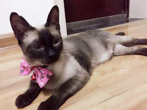 猫咪思春期的特征,猫咪闹春最快解决方法