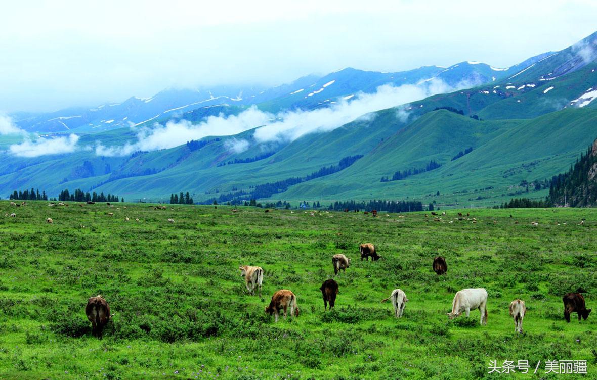 新疆黑蜂基地伊犁,新疆尼勒克县黑蜂蜂蜜