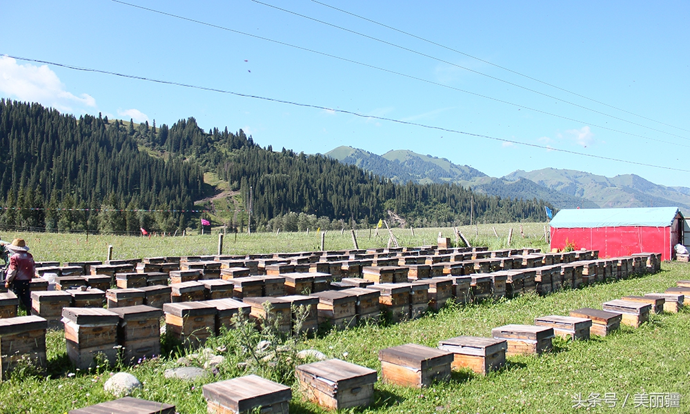新疆黑蜂基地伊犁,新疆尼勒克县黑蜂蜂蜜