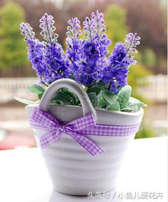 隔壁姑娘家种了盆薰衣草,一串串紫色的花,美得我都想搬回家