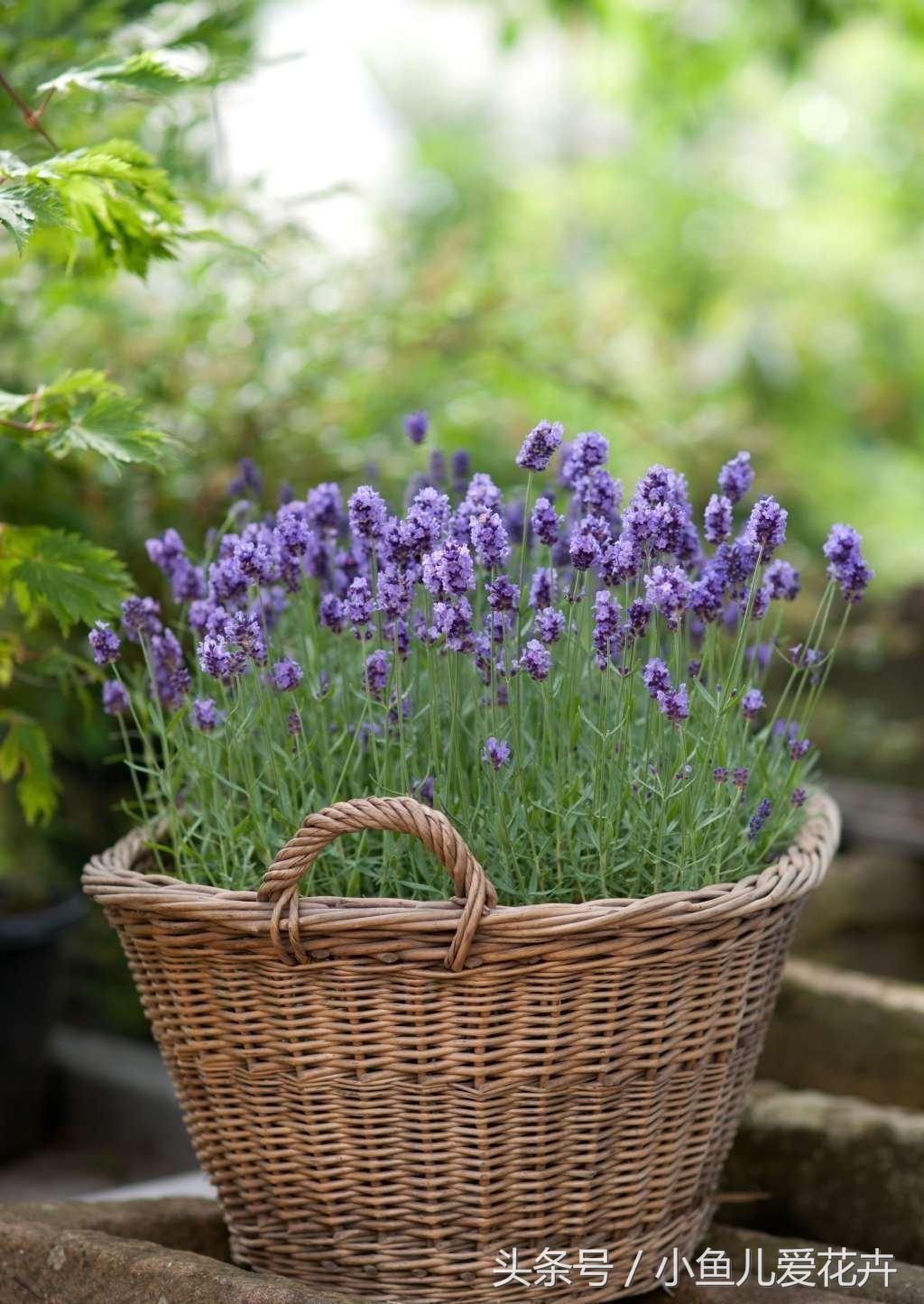 隔壁姑娘家种了盆薰衣草,一串串紫色的花,美得我都想搬回家