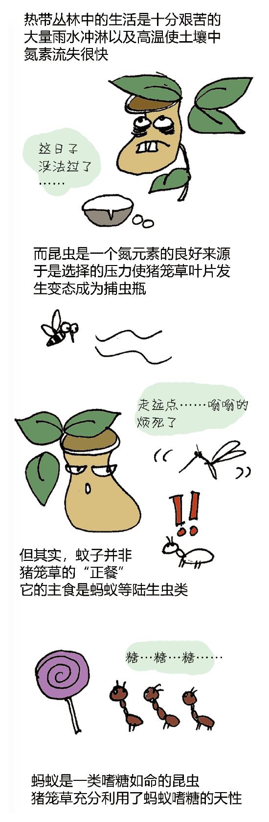 猪笼草放在室内真的没有蚊子吗,家里养猪笼草会使蚊子变多吗