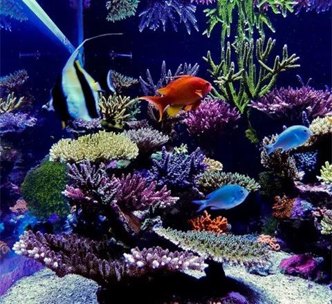 水族箱怎么增加酸度,海水鱼缸怎么配水