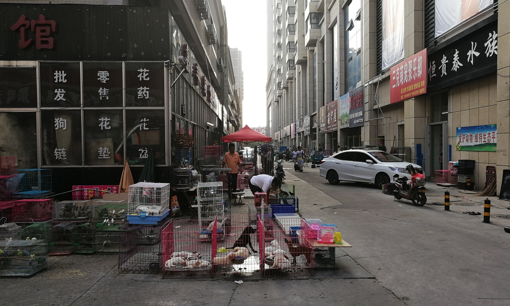 潍坊最大的宠物市场在哪里,潍坊宠物市场在哪个位置