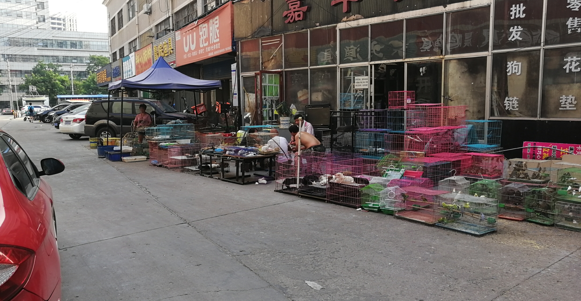 潍坊最大的宠物市场在哪里,潍坊宠物市场在哪个位置