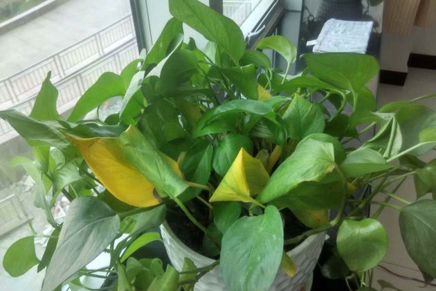 绿萝黄叶要怎么处理?这些方法学会了,越养越茂盛!