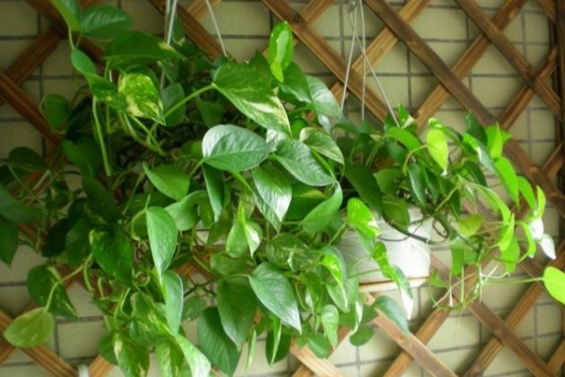 绿萝黄叶要怎么处理?这些方法学会了,越养越茂盛!