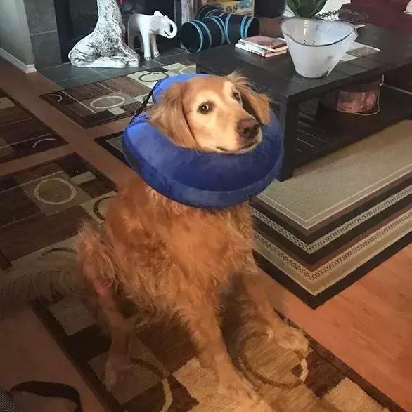 金毛行为的异常,金毛有异常怪异行为要留心